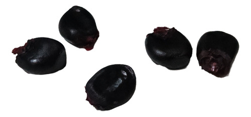 Semillas De Maiz Negro O Morado- Para Siembra En Huertas(30)