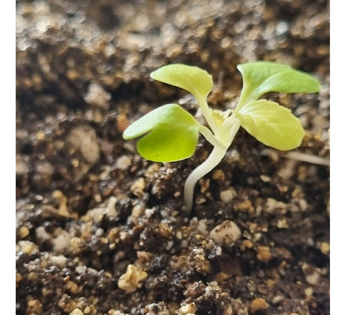 Tierra Especial Para Plantas Maceta O Suelo 15 Litros 4.5kg