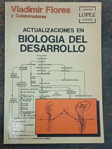 Actualizaciones En Biologia Del Desarrollo * Vladimir Flores