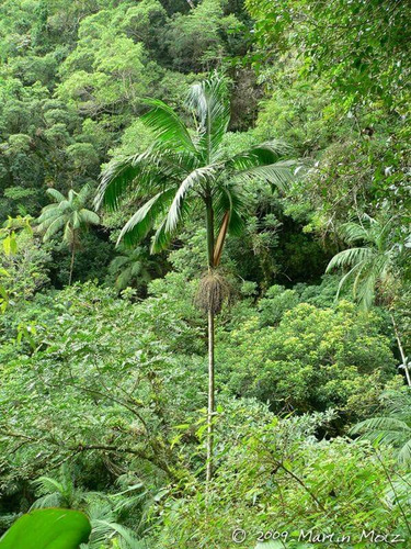 Muda Palmeira Jussara - Palmito Juçara Euterpe Edulis 20cm