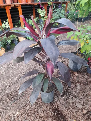 Dracena Rubra 3 L Bordó Vivero Deco Plantas