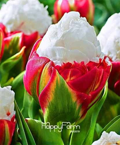 Semilla Tulipan Algodon Flores Raras 10 Semillas Importadas