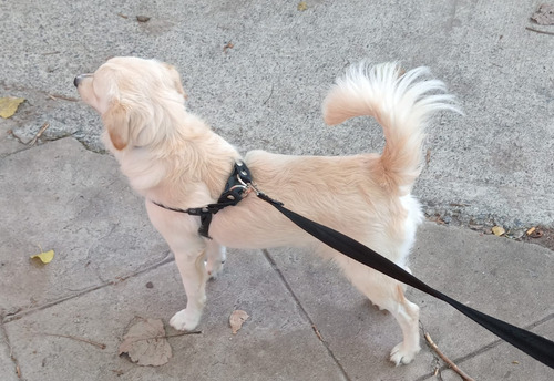 Félix, Cachorro Pseudo Golden ( Pero Mas Chiquito) , Un Sol