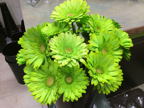 Gerbera Color Verdosa
