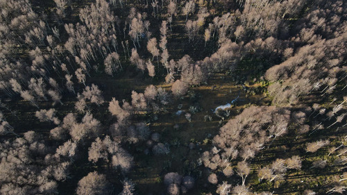 Media Hectárea En Patagonia/ Bosque De Ñire Y Lenga. 