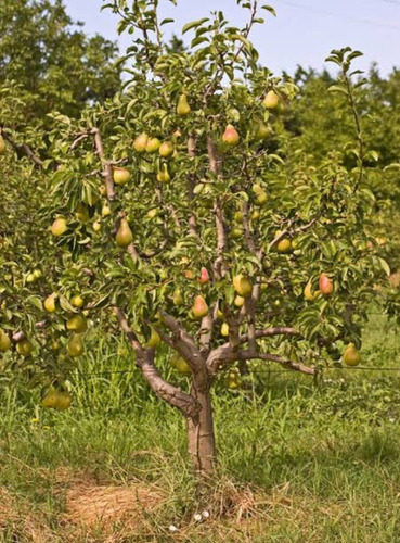 Pera D'anjou Enana Para Huerta Máximo 2 Metros Arbolito Raro