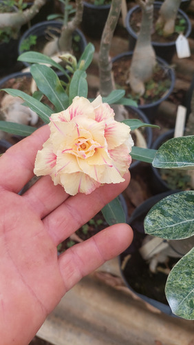 Enxertos De Adeniun (rosa Do Deserto)