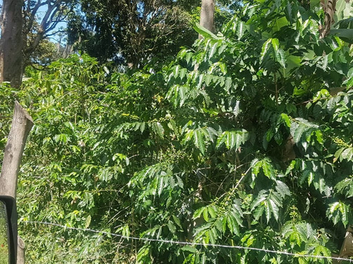 Imagen 8 de 15 de Se Vende Finca En Caripe-monagas Ve01-0435ca-lriv