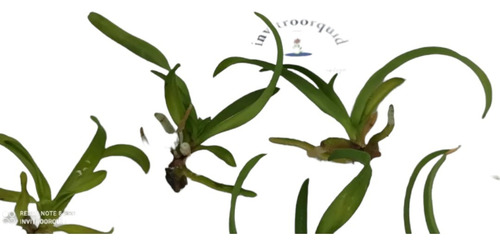 10 Vandas Azules Orquídeas Invitroorquid ® Para Negocio