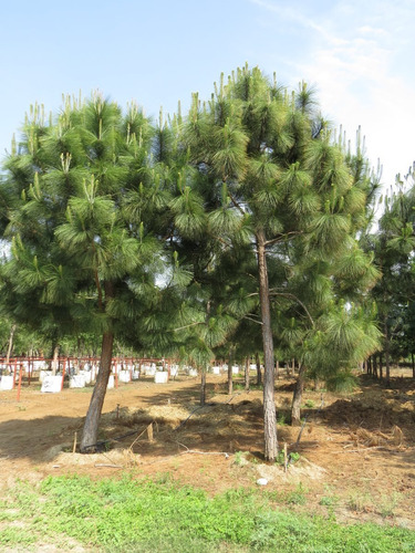 50 Semillas Aprox. Pinus Pseudostrobus - Pino Real O Lacio
