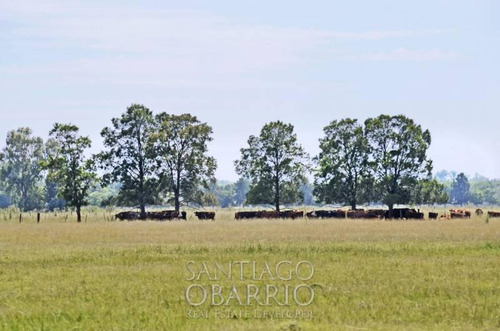 Imagen 6 de 8 de Muy Buen Campo En Venta De 53 Has En Navarro Ruta 47