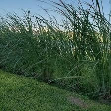 Paspalum Haumanii Graminea Ornamental Cerco Vivo
