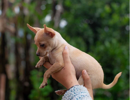 Cachorros Chihuahua