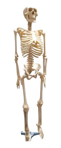 Mini Esqueleto De 85cm Altura