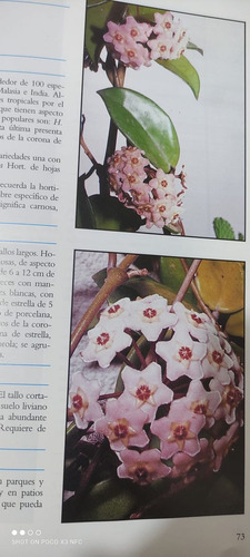 Arbustos Ornamentales - Tropicales ..