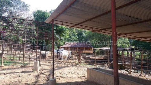 Imagen 11 de 15 de Finca En Venta Tinaquillo Cojedes Gav
