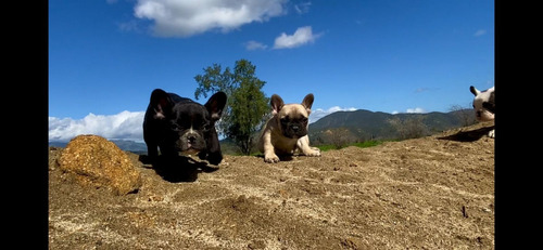 Cachorros Bulldog Frances