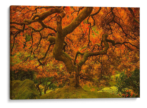 Canvas Lab Cuadro Arce Radiante Ii 180x120, Don Schwartz