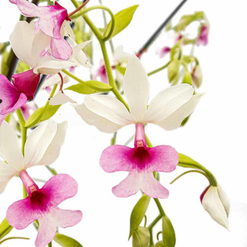 Orquídea Calanthe Vestita Branca Labelo Rosa Planta Adulta