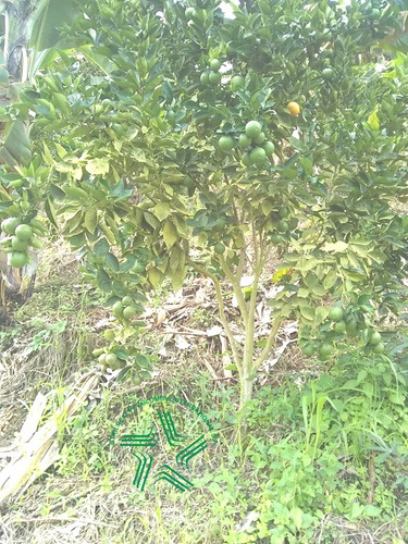 Imagen 18 de 22 de Finca Productiva A La Venta Via A Marsella