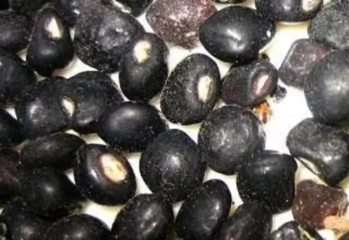 10 Semillas De Frijol Guandú Gandul Quinchoncho Negro