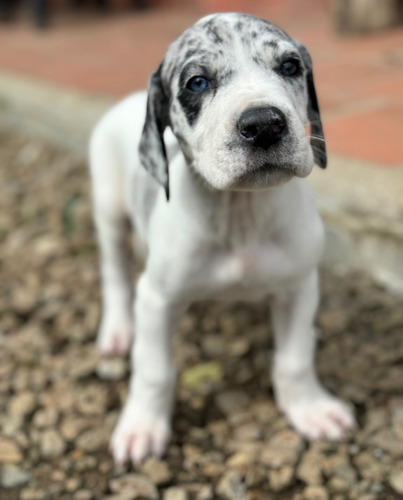 Cachorros Gran Danés