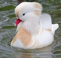 Aves Patos Mandarines Mercadolibre Com Mx Aves Patos Mandarines Mercadolibre Com Mx
