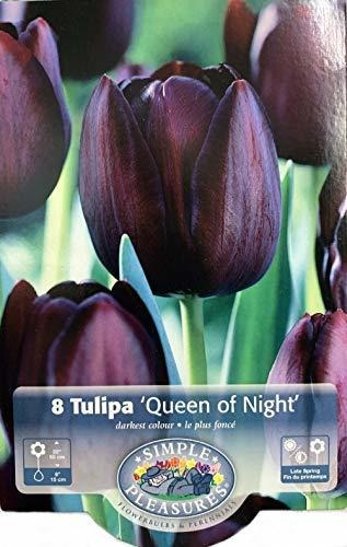Tulipán Negro Reina De La Noche 10 Bulbos