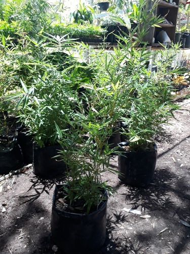 Imagen 2 de 3 de Bamboo Plumoso De 1 Mt De Alto De Follaje