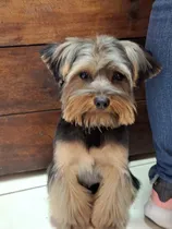 Comprar Yorkshire Terrier Busca Novia 