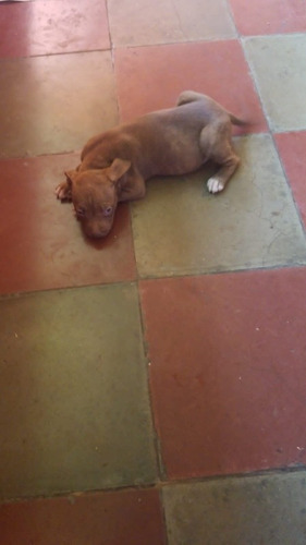 Imagen 2 de 2 de Vendo Perrita Pitbull De 2 Meses