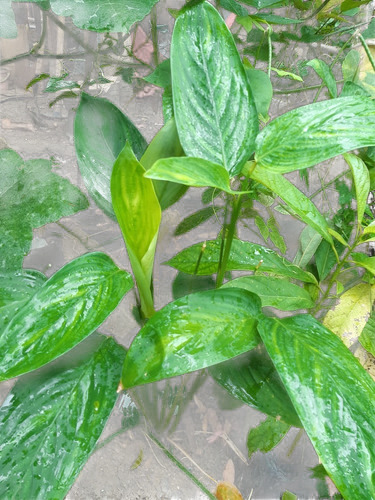 Raiz Rizoma De Akaxilotl (camote Blanco Huasteco) 3 Piezas