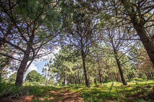 Terreno En Venta En Real De Encinos, Tapalpa, Jalisco.