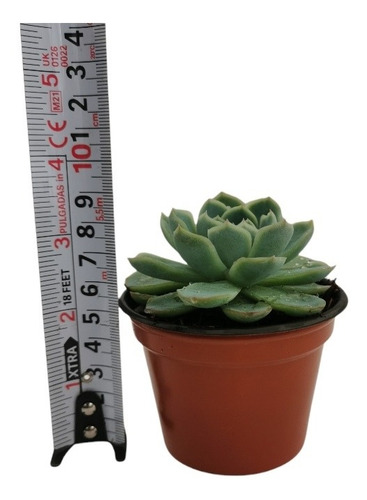 Echeveria Elegans 15 Pzas