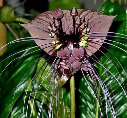 Orquidea Negra Tacca Chantrieri Flor Morcego Verdadeira 50cm | Parcelamento  sem juros