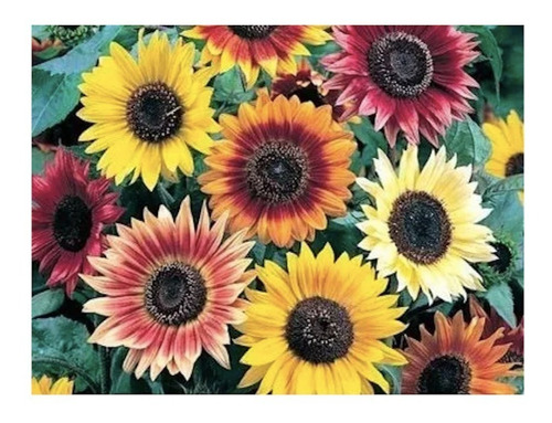 Semillas Girasol De Corte Maravilla Mix De Colores | Cuotas sin interés