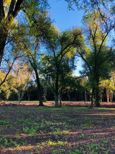 Imagen 6 de 8 de Venta Terrenos Super Arbolados En Zona Casa Quintas -