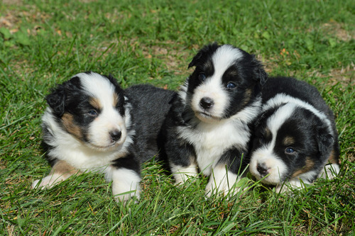 Border Collie Maravilhosos Filhotes 