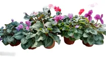 Comprar Violeta Alpina Cyclamen Persicum Excelentes! Blanco, Rosa, Lila,rojo