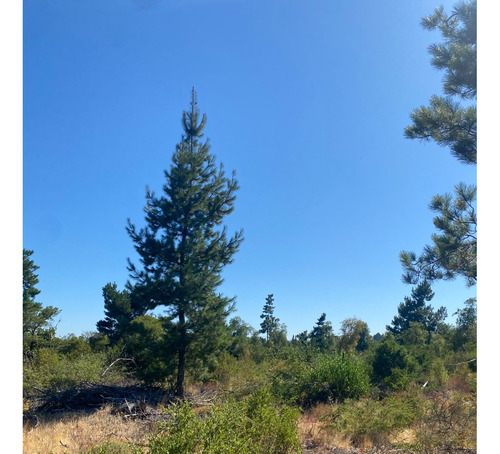 Se Vende Terreno De 6,17 Hectáreas, En Sector Cerro Colorado