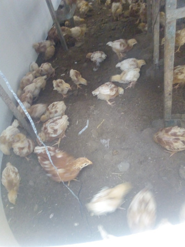 Gallinas Ponedoras Hy Line
