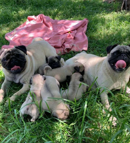 Pug