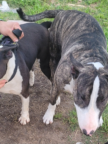 Bull Terrier 