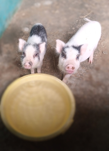 Cerditos Mestizos - Vietnamita Y Mini Pig - Mascotas