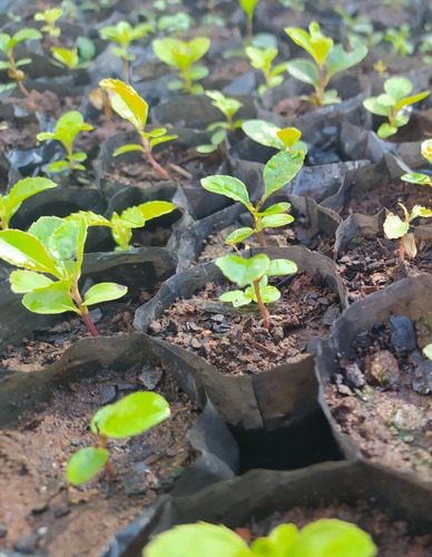 Sementes De Erva Mate 100% Nativa Ilex Paraguariense 1kg