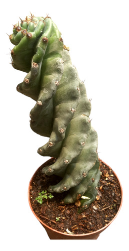 Cactus Espiralado