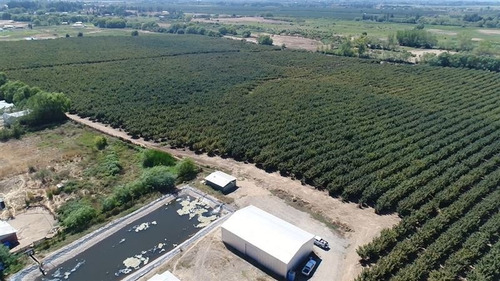 Imagen 11 de 12 de Agrícola En Venta En Pelarco