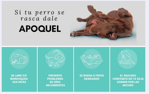 Apoquel 16 Mg 100 Comprimidos