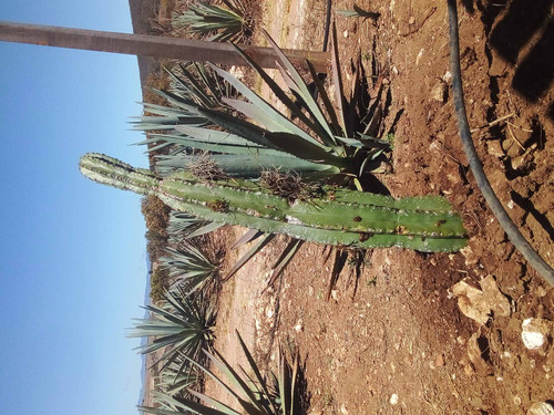 Maguey Espadin