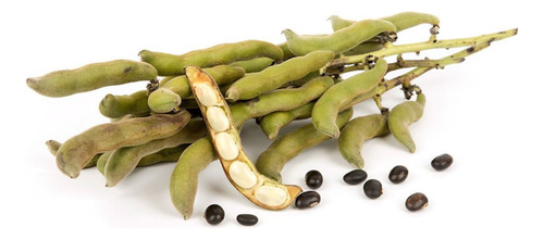 Mucuna Pruriens Adaptógeno 100g Commons Polvo 100% Orgánico